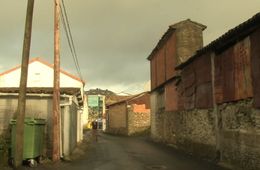 as_raices_do_salguerio_ceipp_do_camino_ingles_oroso