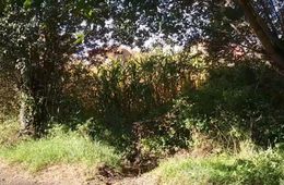 CORRESPONDENCIA Cangas - Bordils