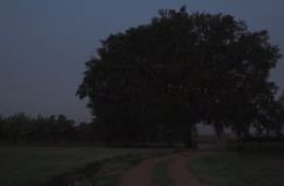 Filmem els arbres: El roure, Escola de Bordils