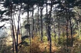 EXPORT_ Elias_fertig_191113_Elias-Leonardt Lüttich,Hanna von Pastalozza Grundschule