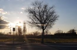 Filmo cómo los rayos del sol se cuelan entre las ramas de los árboles, Andrea