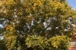 Filmem els arbres, Institut Barres i Ones (Badalona)