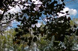 Landscapes, Cinema en curs 2012-2013