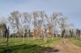 'Arbres blancs', Escola de Bordils, I5-1rB de primària i d'educació infantil. Petit Cinema en curs 2022-2023